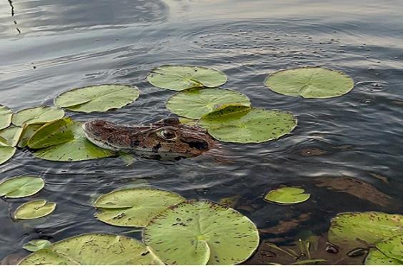 Castana Amazon Park Vandrarhem Puerto Maldonado Exteriör bild