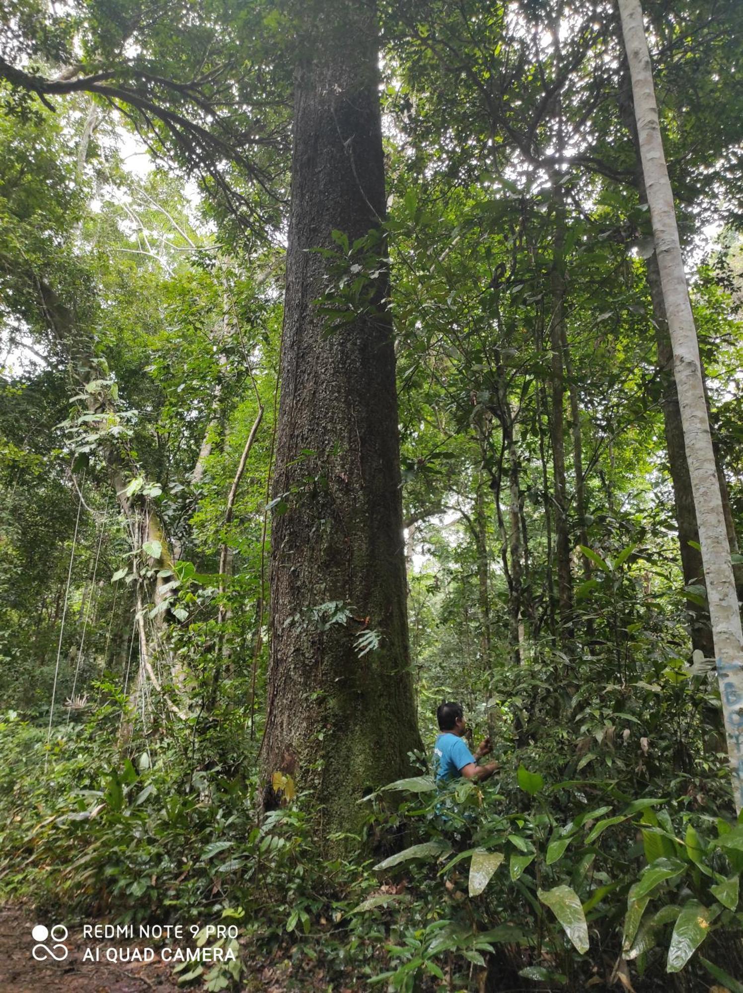 Castana Amazon Park Vandrarhem Puerto Maldonado Exteriör bild